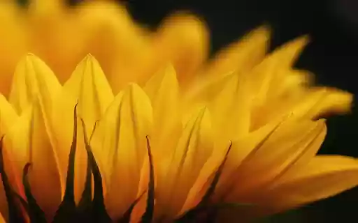 Big flower  from Chrome web store to be run with OffiDocs Chromium online
