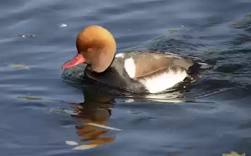 Big headed duck  from Chrome web store to be run with OffiDocs Chromium online