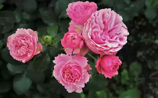 Big roses  from Chrome web store to be run with OffiDocs Chromium online