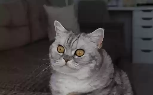 Big Round Eyed Cat  from Chrome web store to be run with OffiDocs Chromium online
