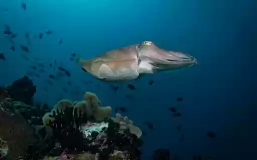 Big round squid fish from Chrome web store to be run with OffiDocs Chromium online Big round squid fish from Chrome web store to be run with OffiDocs Chromium online
