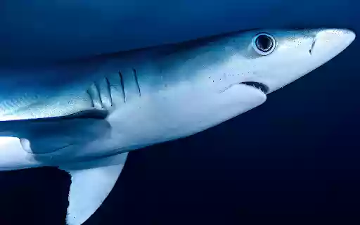 Big shark  from Chrome web store to be run with OffiDocs Chromium online