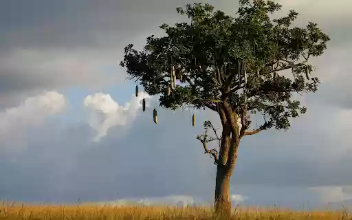 Big tree and dangling fruit  from Chrome web store to be run with OffiDocs Chromium online