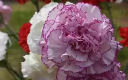 Big white flower  from Chrome web store to be run with OffiDocs Chromium online