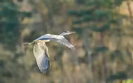 Big winged bird flies  from Chrome web store to be run with OffiDocs Chromium online