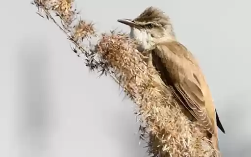 BIRD AND TREE THEME from Chrome web store to be run with OffiDocs Chromium online BIRD AND TREE THEME from Chrome web store to be run with OffiDocs Chromium online