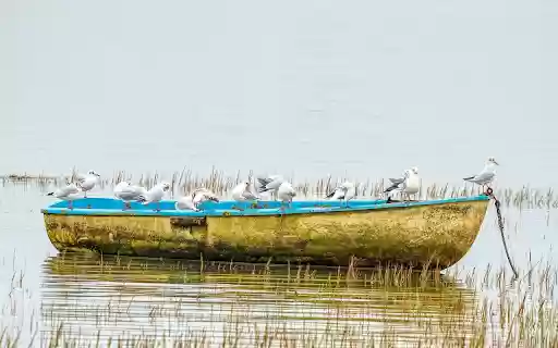 Bird boat  from Chrome web store to be run with OffiDocs Chromium online