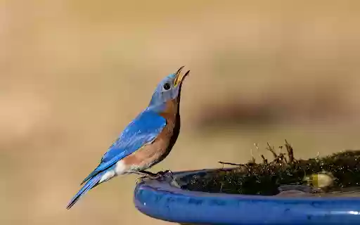 Bird Drinking Water  from Chrome web store to be run with OffiDocs Chromium online