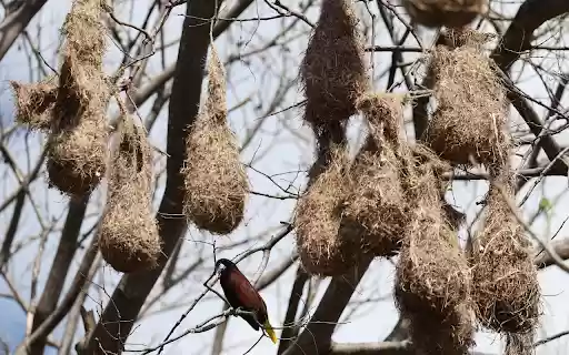 Bird Nests on Trees  from Chrome web store to be run with OffiDocs Chromium online