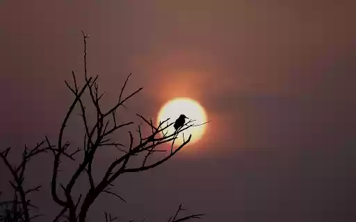 Bird on a high branch  from Chrome web store to be run with OffiDocs Chromium online