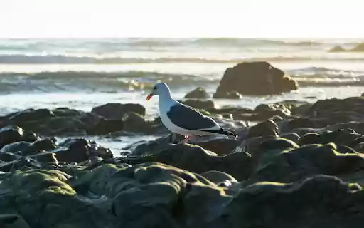Bird on the beach rocks from Chrome web store to be run with OffiDocs Chromium online Bird on the beach rocks from Chrome web store to be run with OffiDocs Chromium online