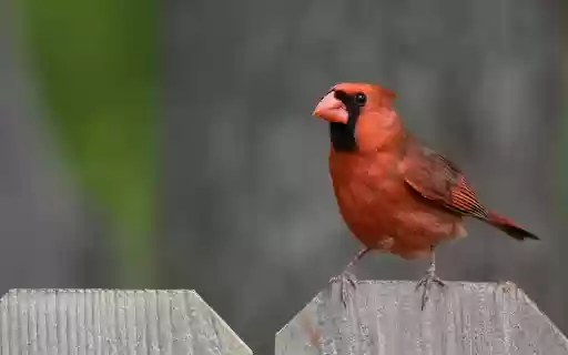 Bird on the Fence  from Chrome web store to be run with OffiDocs Chromium online