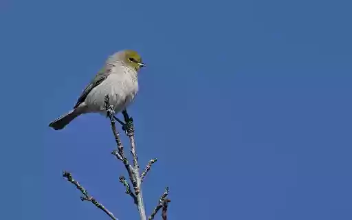 Bird perched on a branch  from Chrome web store to be run with OffiDocs Chromium online