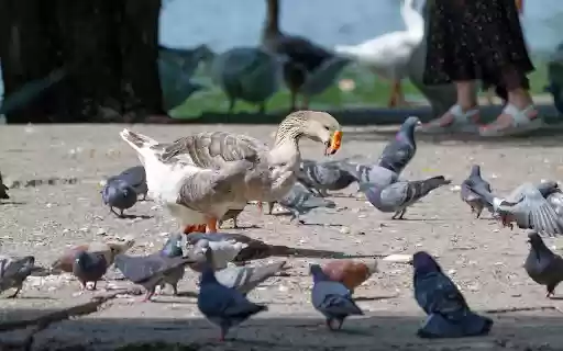 Birds and geese share the yard  from Chrome web store to be run with OffiDocs Chromium online