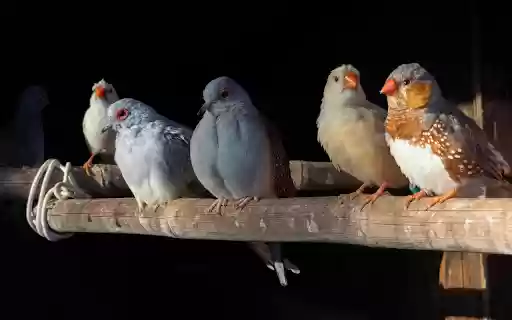 Birds and their pretty beaks  from Chrome web store to be run with OffiDocs Chromium online