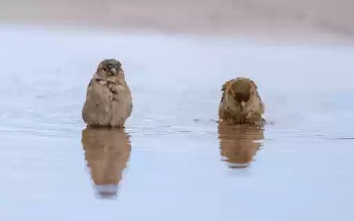 Birds Bathing in the River from Chrome web store to be run with OffiDocs Chromium online Birds Bathing in the River from Chrome web store to be run with OffiDocs Chromium online