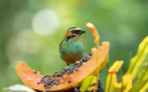 Birds eat fruit  from Chrome web store to be run with OffiDocs Chromium online