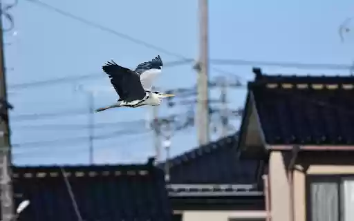 Birds fly  from Chrome web store to be run with OffiDocs Chromium online