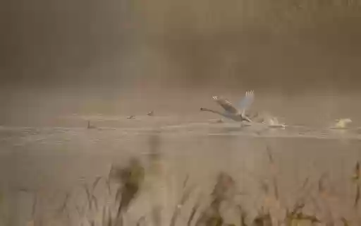 Birds flying over the water  from Chrome web store to be run with OffiDocs Chromium online