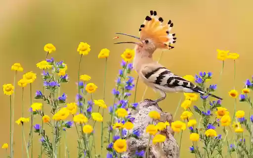 Birds have crests  from Chrome web store to be run with OffiDocs Chromium online