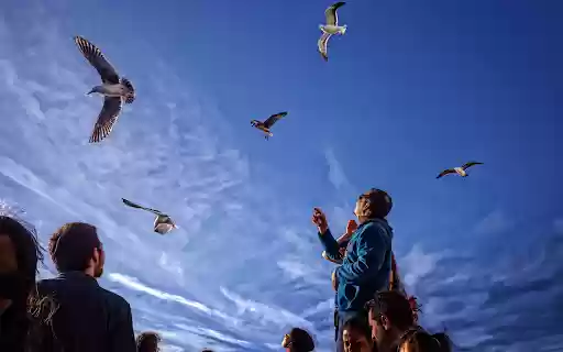 Birds of the sky  from Chrome web store to be run with OffiDocs Chromium online