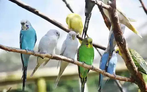 Birds perch  from Chrome web store to be run with OffiDocs Chromium online