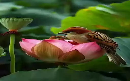 Birds perched on lotus flowers Wallpaper from Chrome web store to be run with OffiDocs Chromium online Birds perched on lotus flowers Wallpaper from Chrome web store to be run with OffiDocs Chromium online