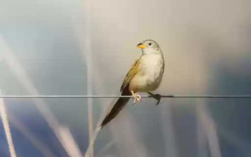 Birds perch on electric wires from Chrome web store to be run with OffiDocs Chromium online Birds perch on electric wires from Chrome web store to be run with OffiDocs Chromium online