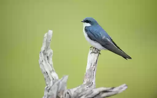 Bird standing on a wooden branch  from Chrome web store to be run with OffiDocs Chromium online