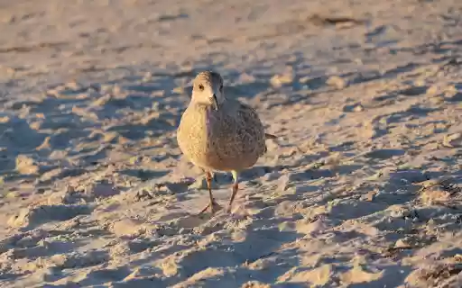 Birds walk on the sand  from Chrome web store to be run with OffiDocs Chromium online