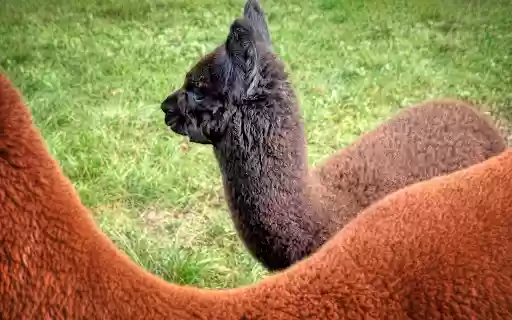 Black and brown alpaca  from Chrome web store to be run with OffiDocs Chromium online