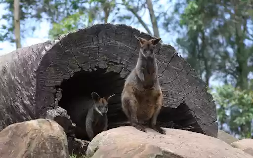Black and gray kangaroo  from Chrome web store to be run with OffiDocs Chromium online