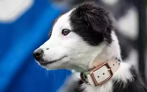 Black and White Dog  from Chrome web store to be run with OffiDocs Chromium online