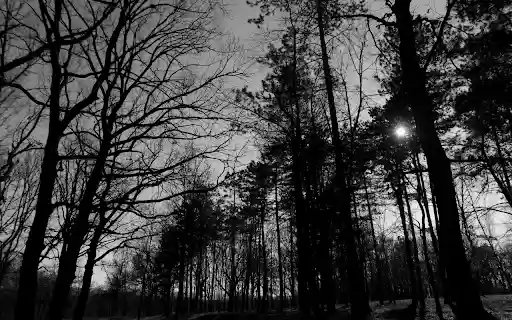 Black and White Forest Canopy  from Chrome web store to be run with OffiDocs Chromium online