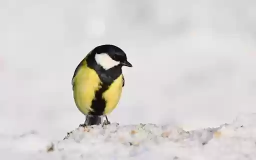 BLACK AND YELLOW BIRD Theme  from Chrome web store to be run with OffiDocs Chromium online