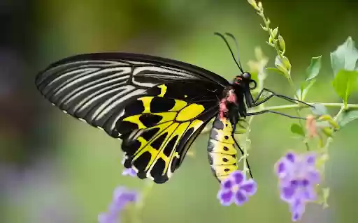 Black and yellow butterfly  from Chrome web store to be run with OffiDocs Chromium online