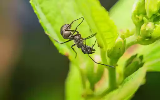 Black Ant on the Treetop  from Chrome web store to be run with OffiDocs Chromium online