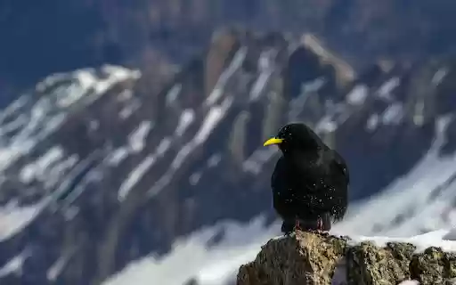 Black Bird Perching in Mountains  from Chrome web store to be run with OffiDocs Chromium online