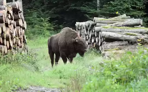 Black bison from Chrome web store to be run with OffiDocs Chromium online Black bison from Chrome web store to be run with OffiDocs Chromium online