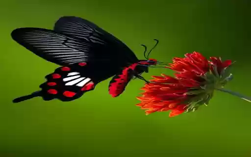 Black butterfly and red flower wallpaper  from Chrome web store to be run with OffiDocs Chromium online