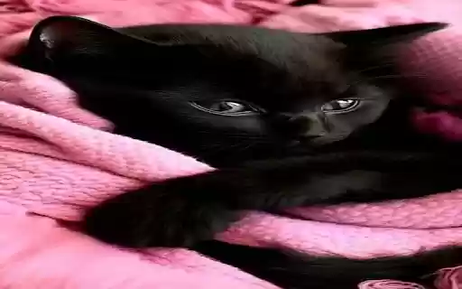 black cat and pink blanket wallpaper  from Chrome web store to be run with OffiDocs Chromium online