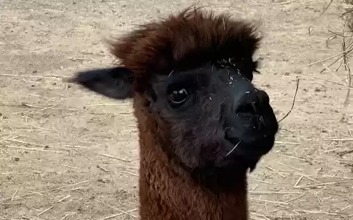 Black coffee alpaca from Chrome web store to be run with OffiDocs Chromium online Black coffee alpaca from Chrome web store to be run with OffiDocs Chromium online