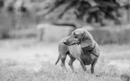 BLACK DOG Theme  from Chrome web store to be run with OffiDocs Chromium online