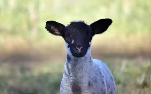 Black Faced Lamb from Chrome web store to be run with OffiDocs Chromium online Black Faced Lamb from Chrome web store to be run with OffiDocs Chromium online