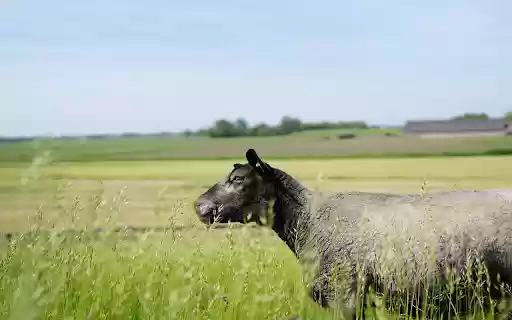 Black sheep in the field  from Chrome web store to be run with OffiDocs Chromium online