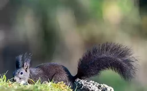 Black Squirrel  from Chrome web store to be run with OffiDocs Chromium online