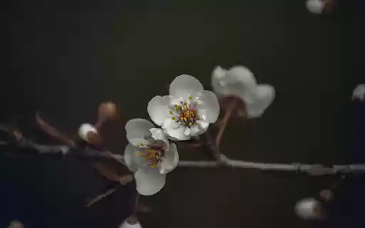 Blooming flowers on thin branch  from Chrome web store to be run with OffiDocs Chromium online