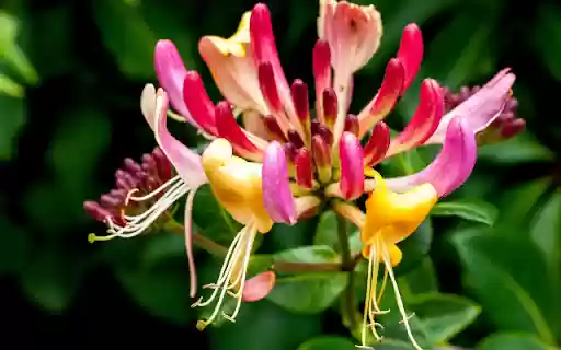 Blooming Honeysuckle Flowers  from Chrome web store to be run with OffiDocs Chromium online