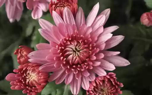Blooming Red Pink Chrysanthemum  from Chrome web store to be run with OffiDocs Chromium online