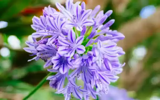 Blooming Small Purple Flower  from Chrome web store to be run with OffiDocs Chromium online